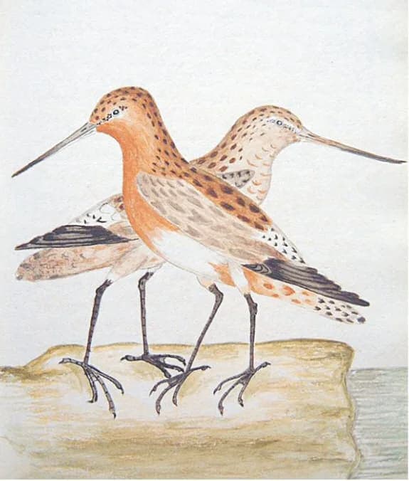 William Markwick