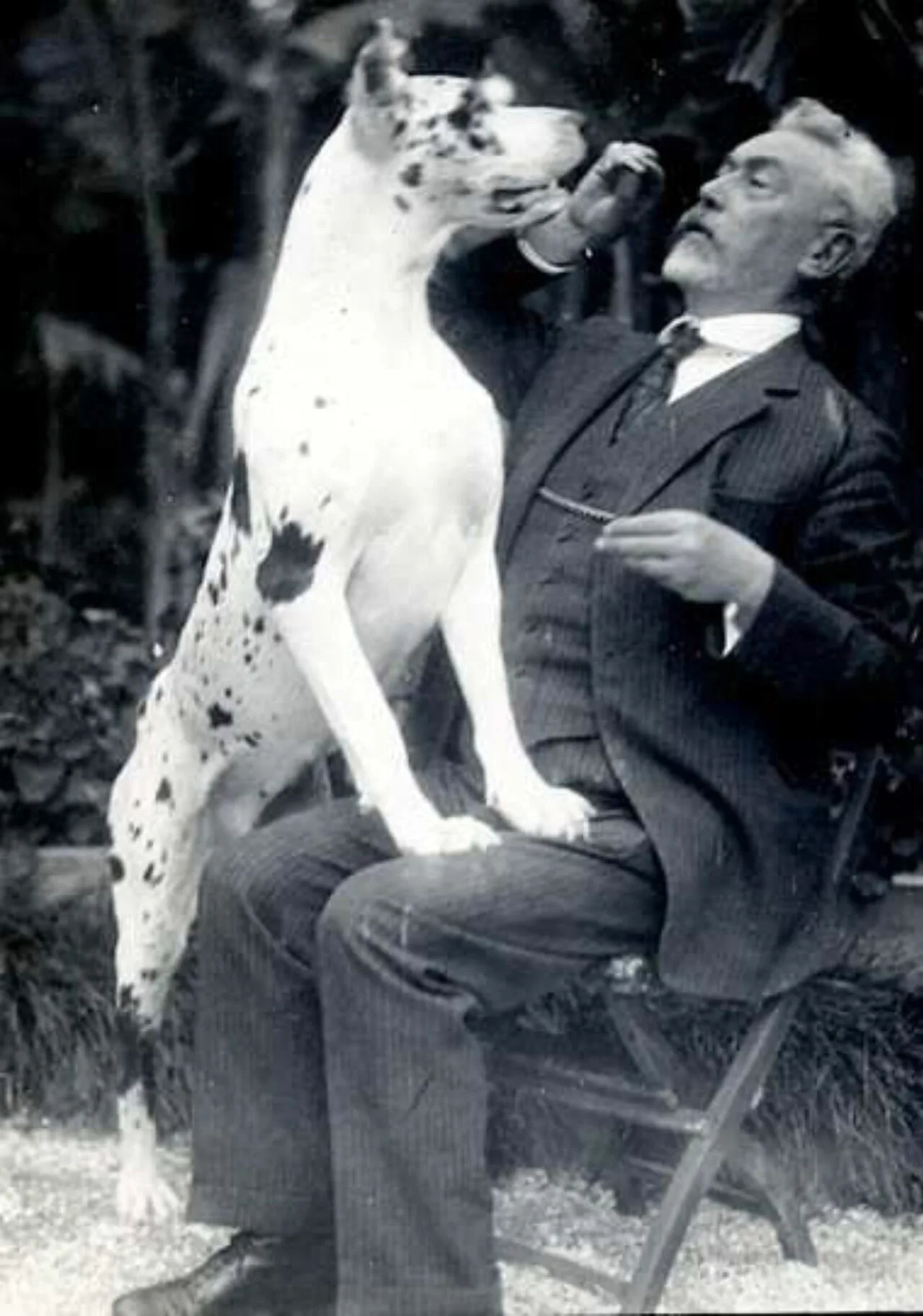 Vincenzo Ferniani