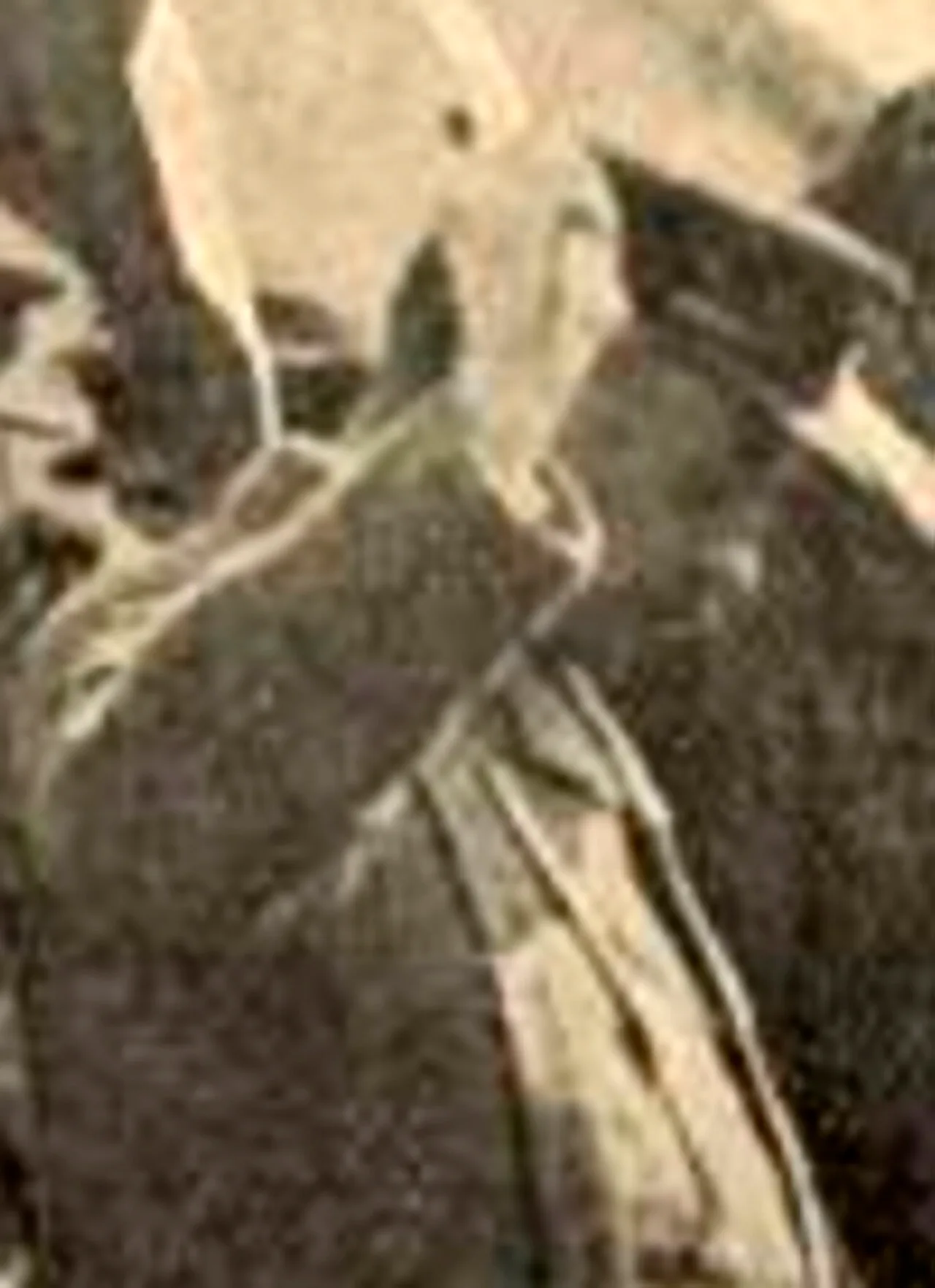 Robert Siercke