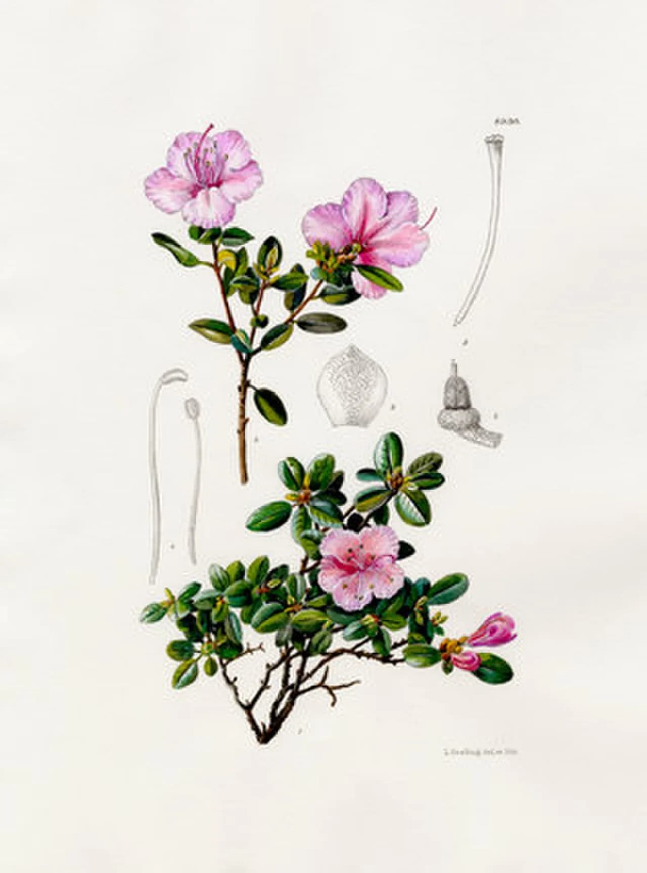 Lilian Snelling