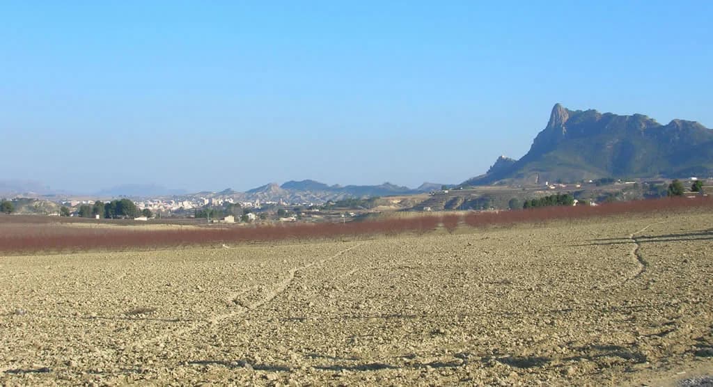 Cieza