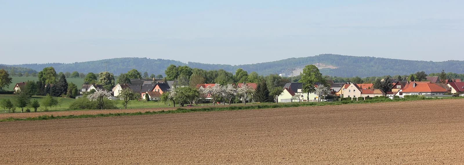 Jauer