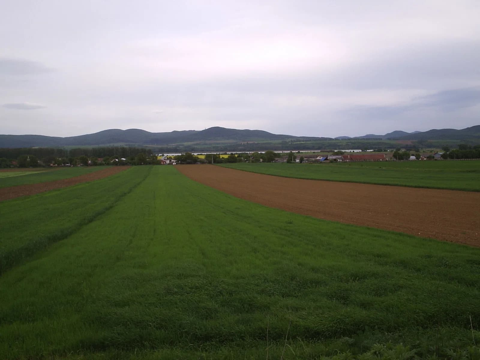 Milhosť