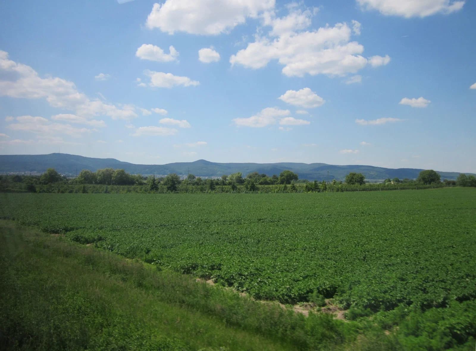 Mußbach an der Weinstraße