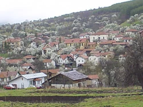 Zlogosh