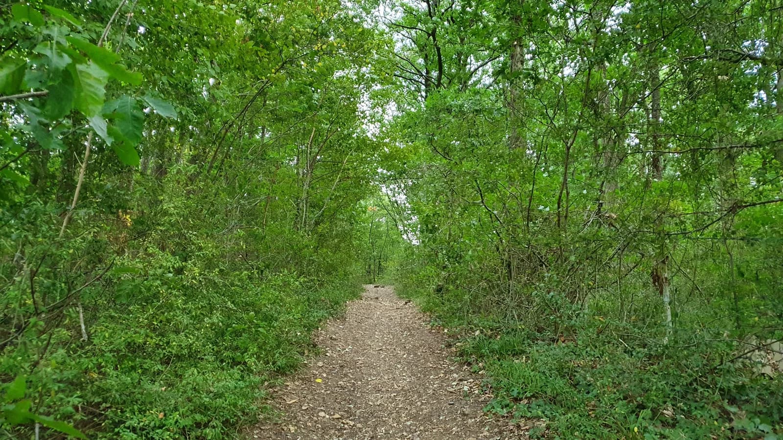 bois des Gâts des Osmeaux