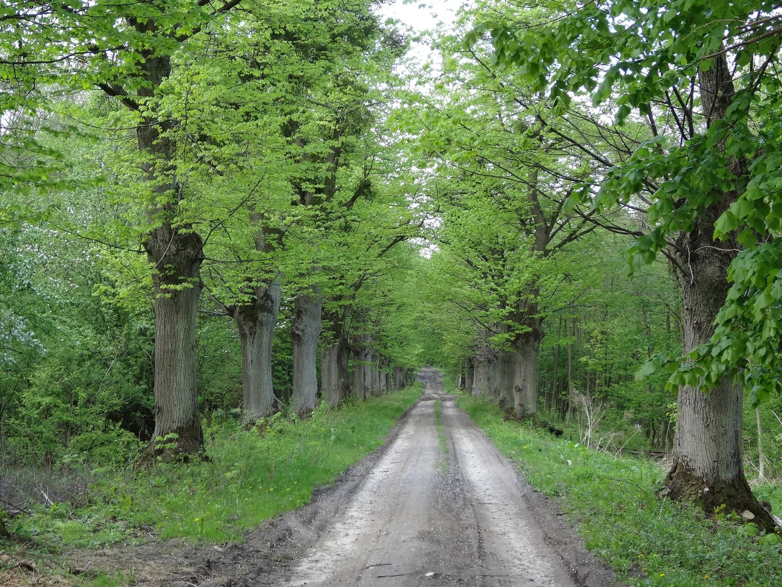 Jagodno