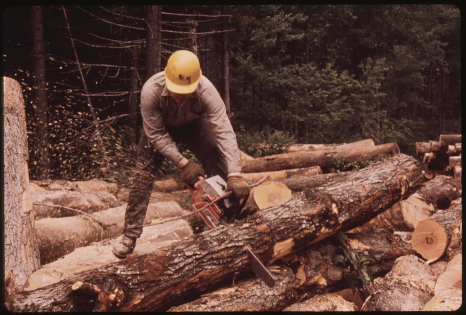 Holzfäller