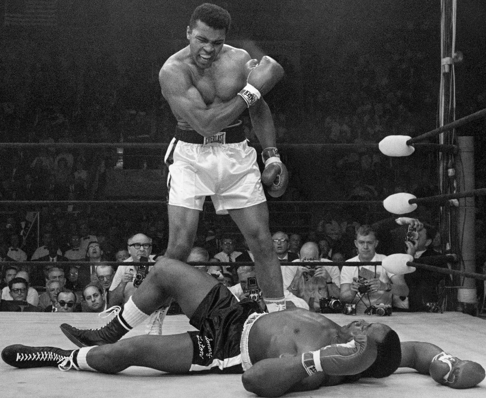 boxer