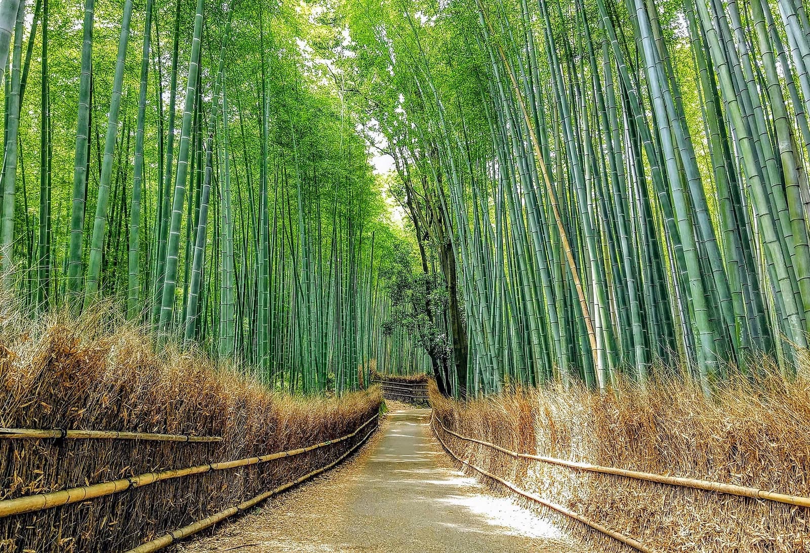 Sagano