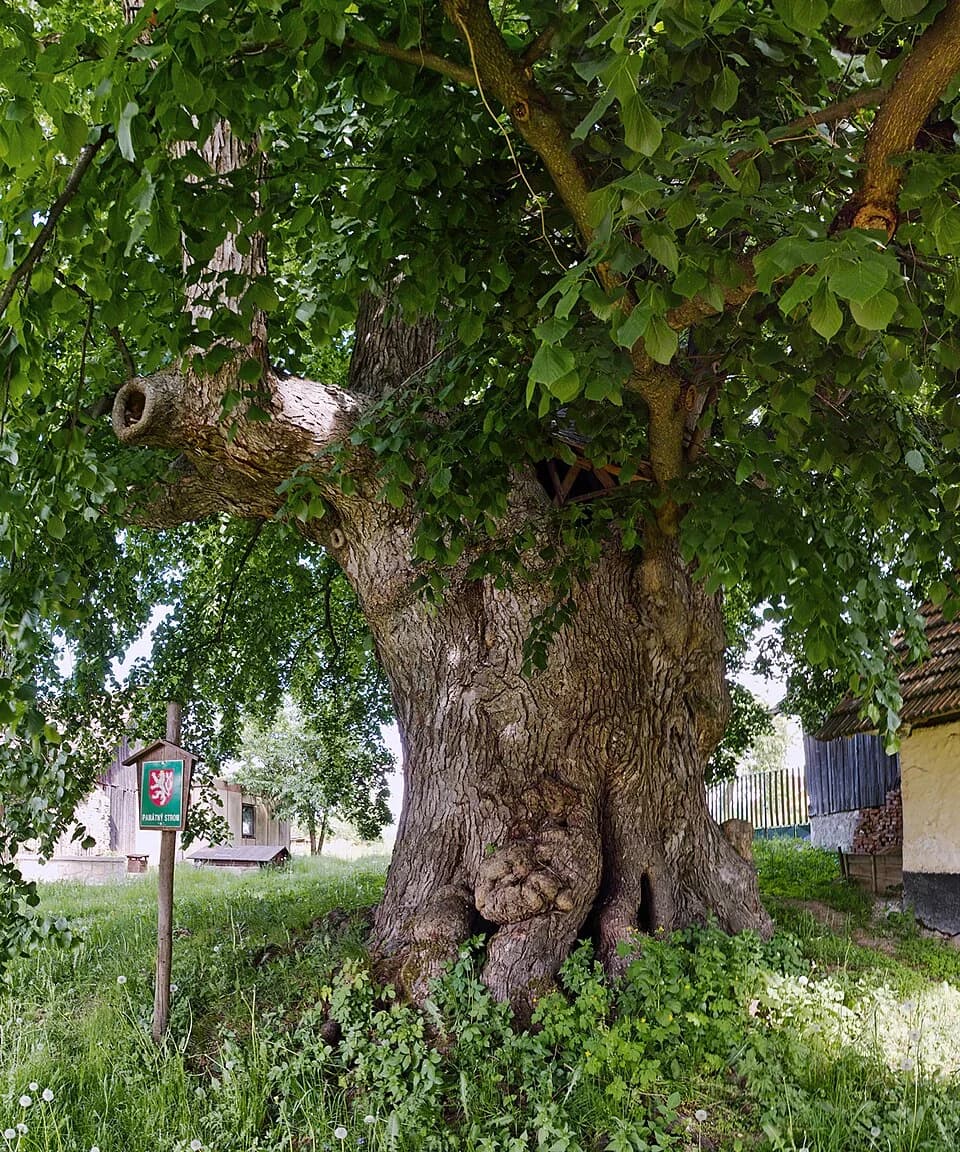 Vlásenice