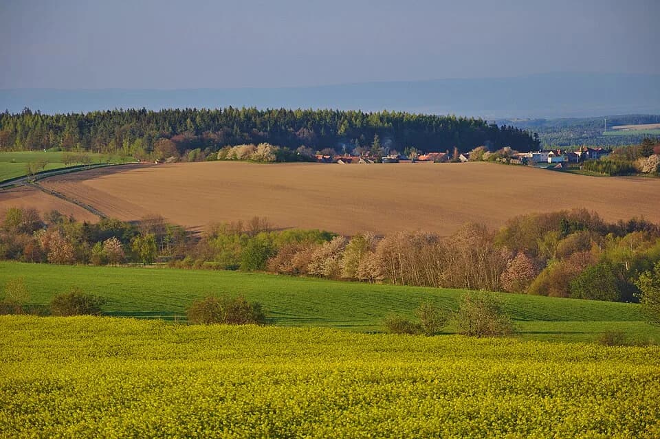 Labutice