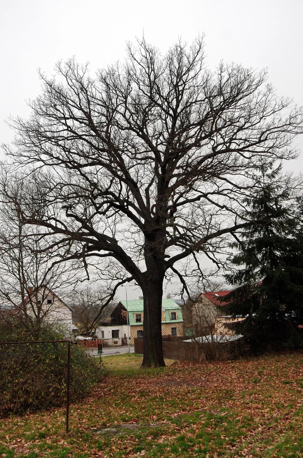 Počerny