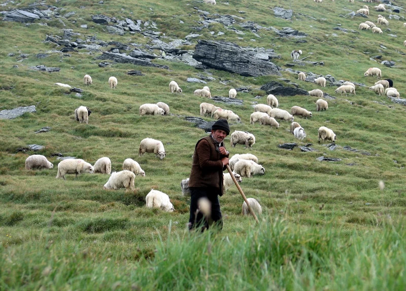 herder