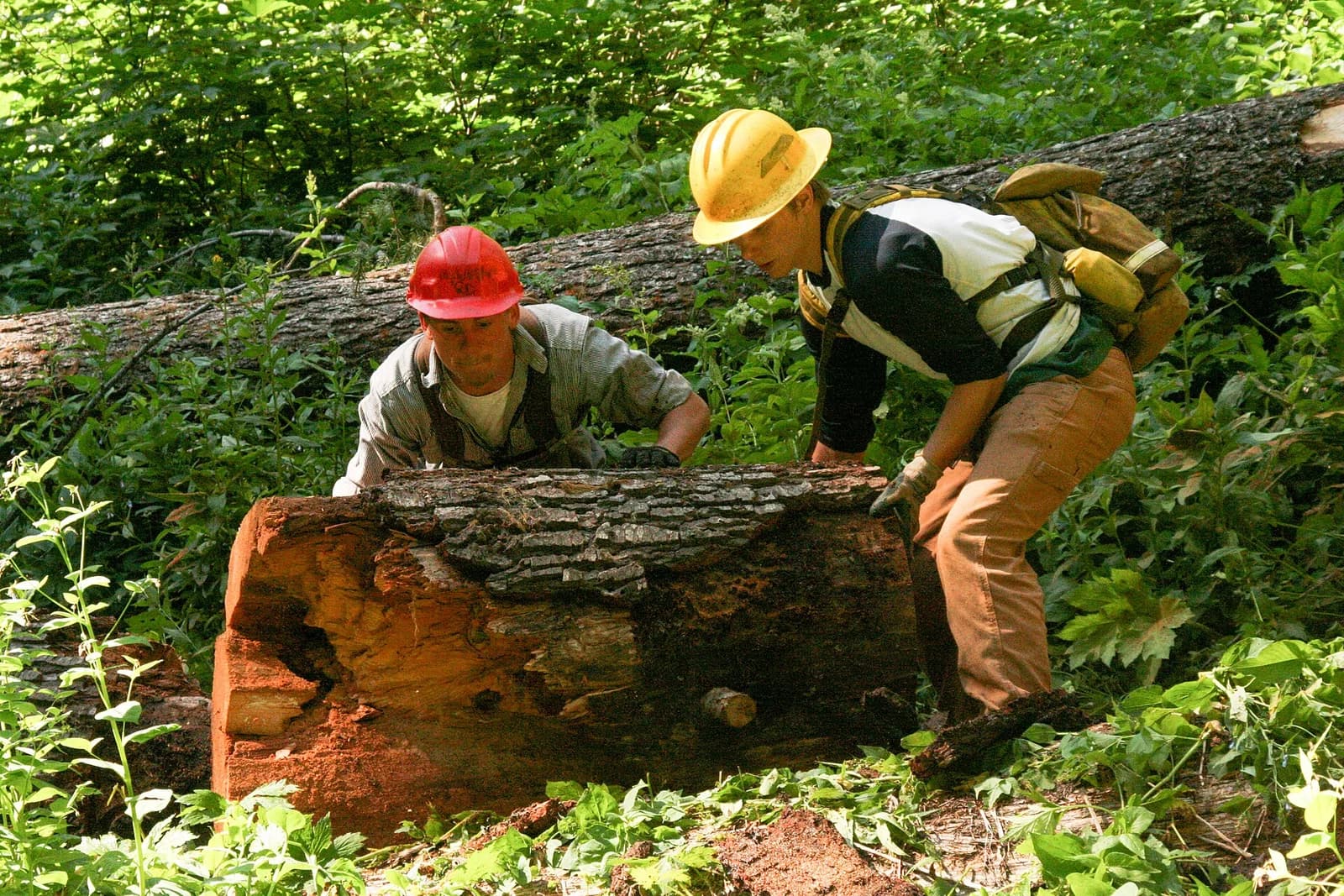 forestry worker