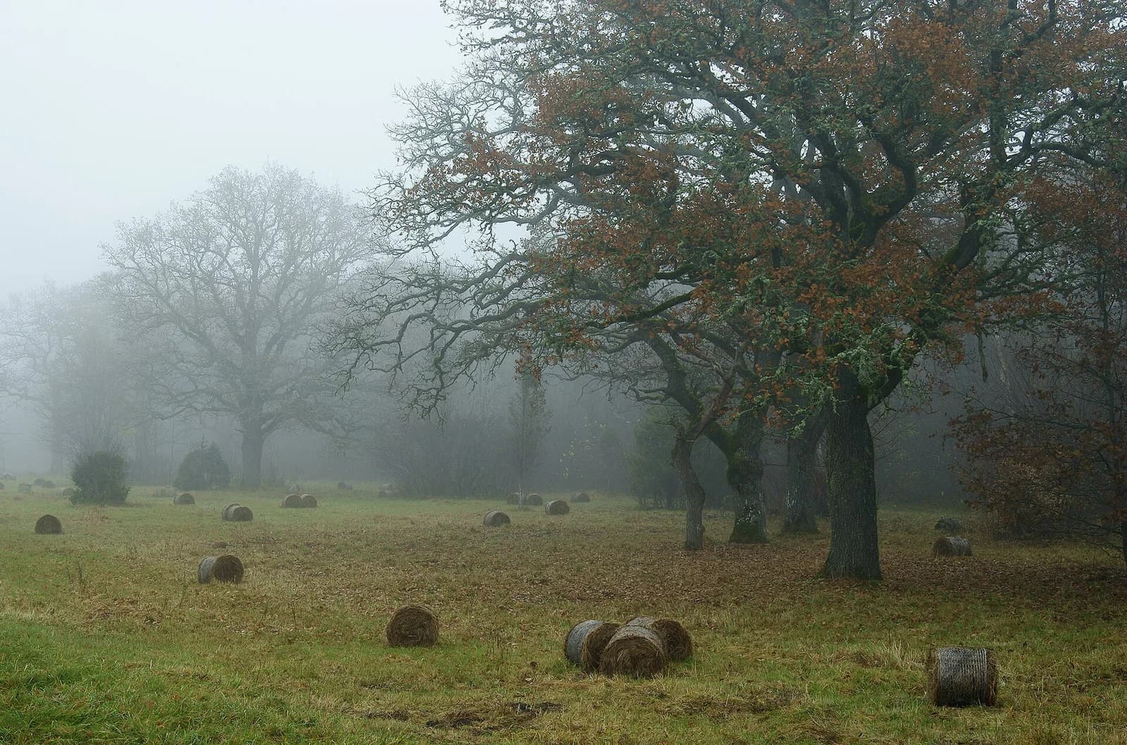 Loode wooded meadow