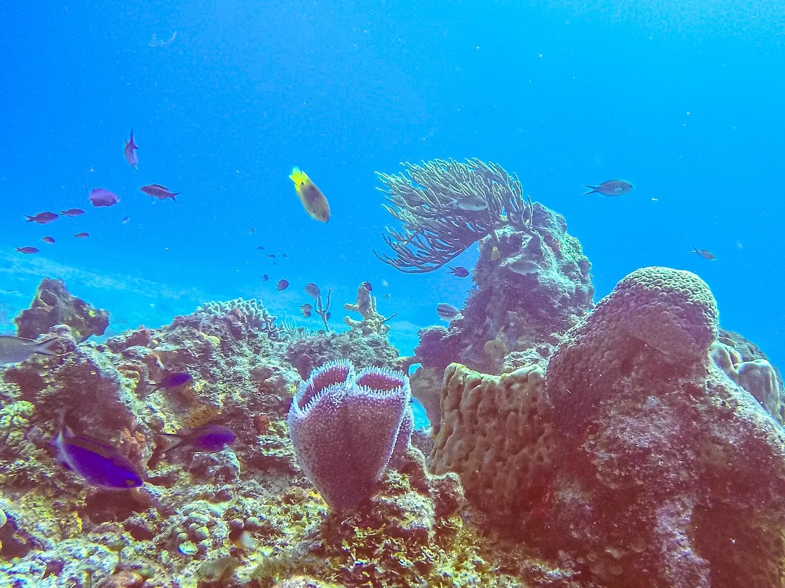 Caribbean Sea