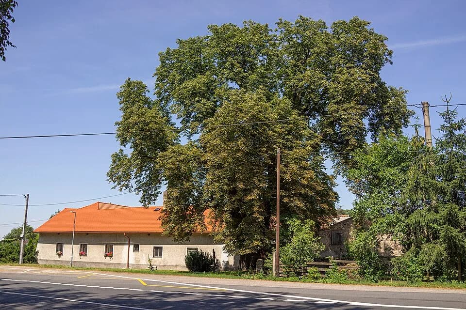 Nechyba