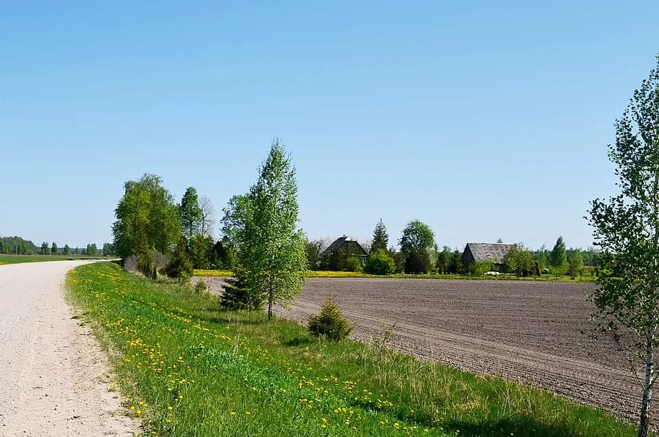 Juodvisinė