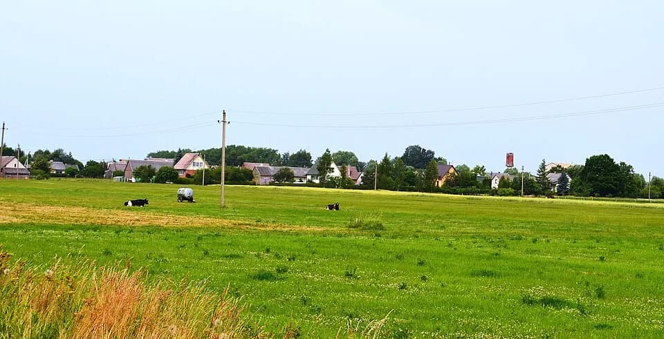 Rotuliai