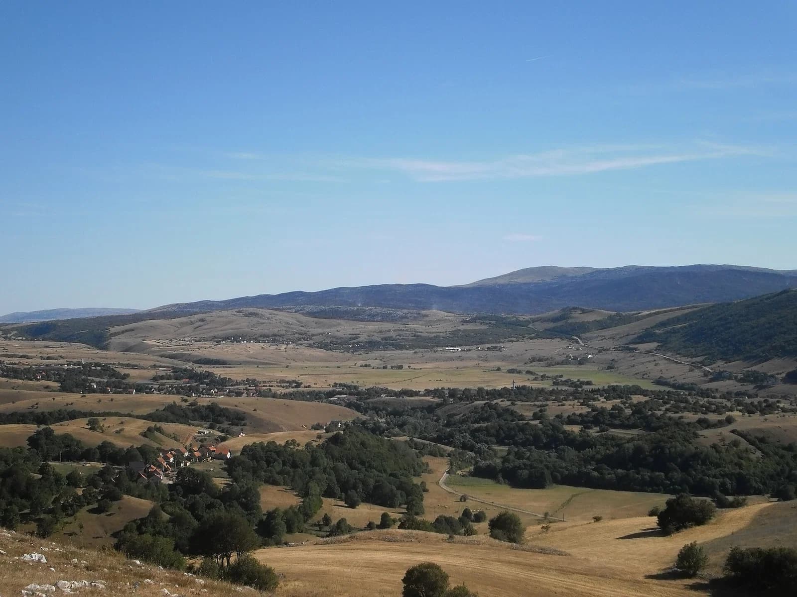 Šuica