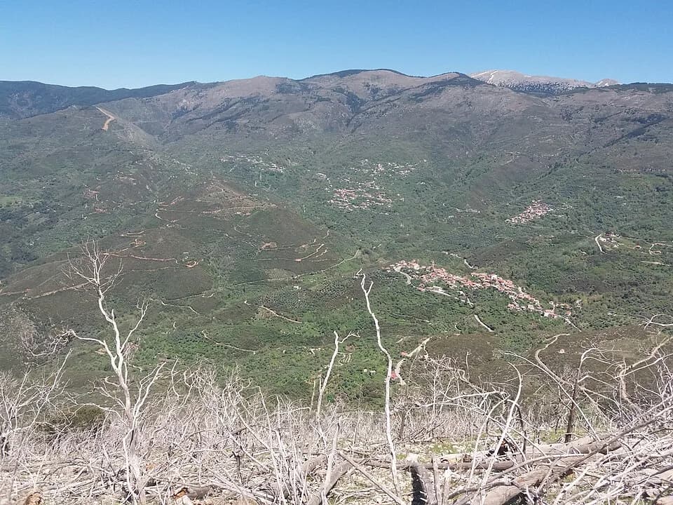 Alagonia