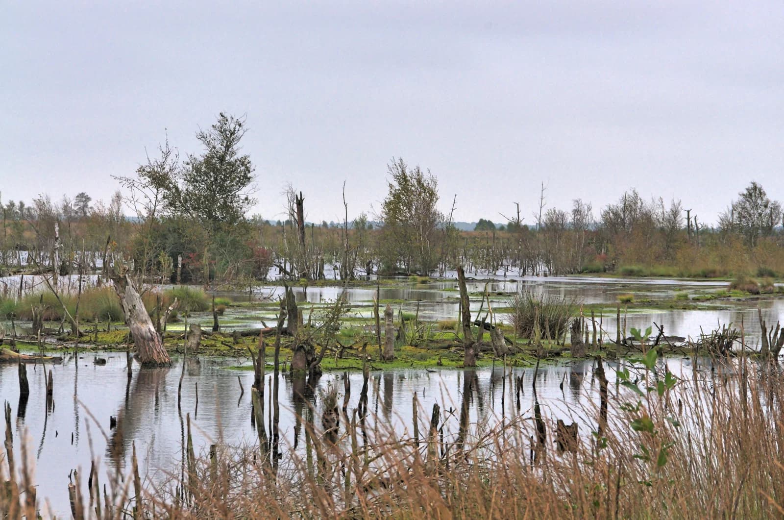 Goldenstedter Moor