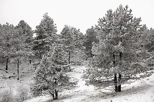 Kedrovaya Pad Nature Reserve