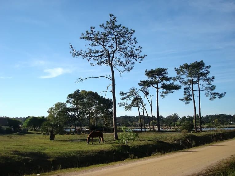 El Pinar