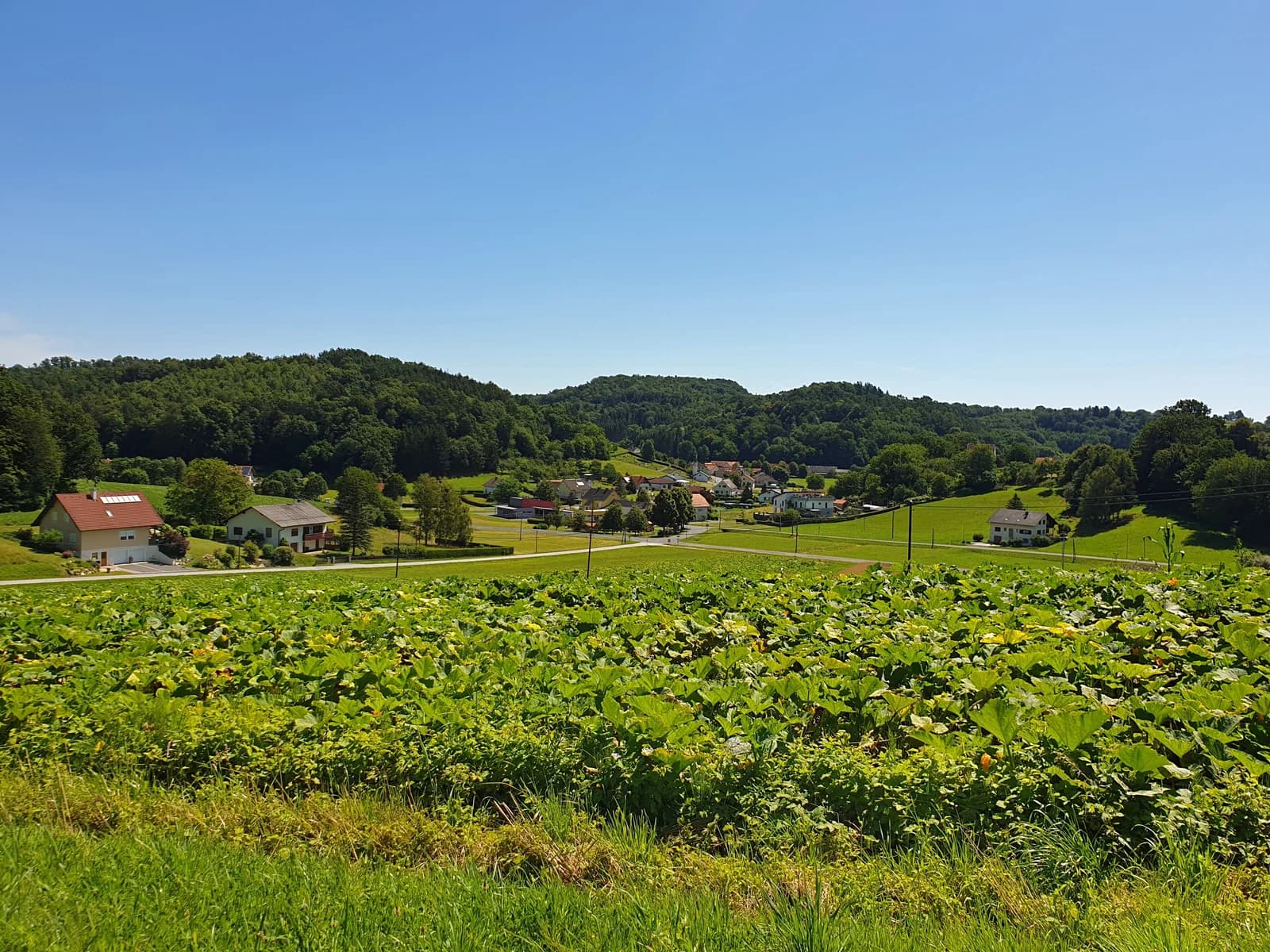 Tauka
