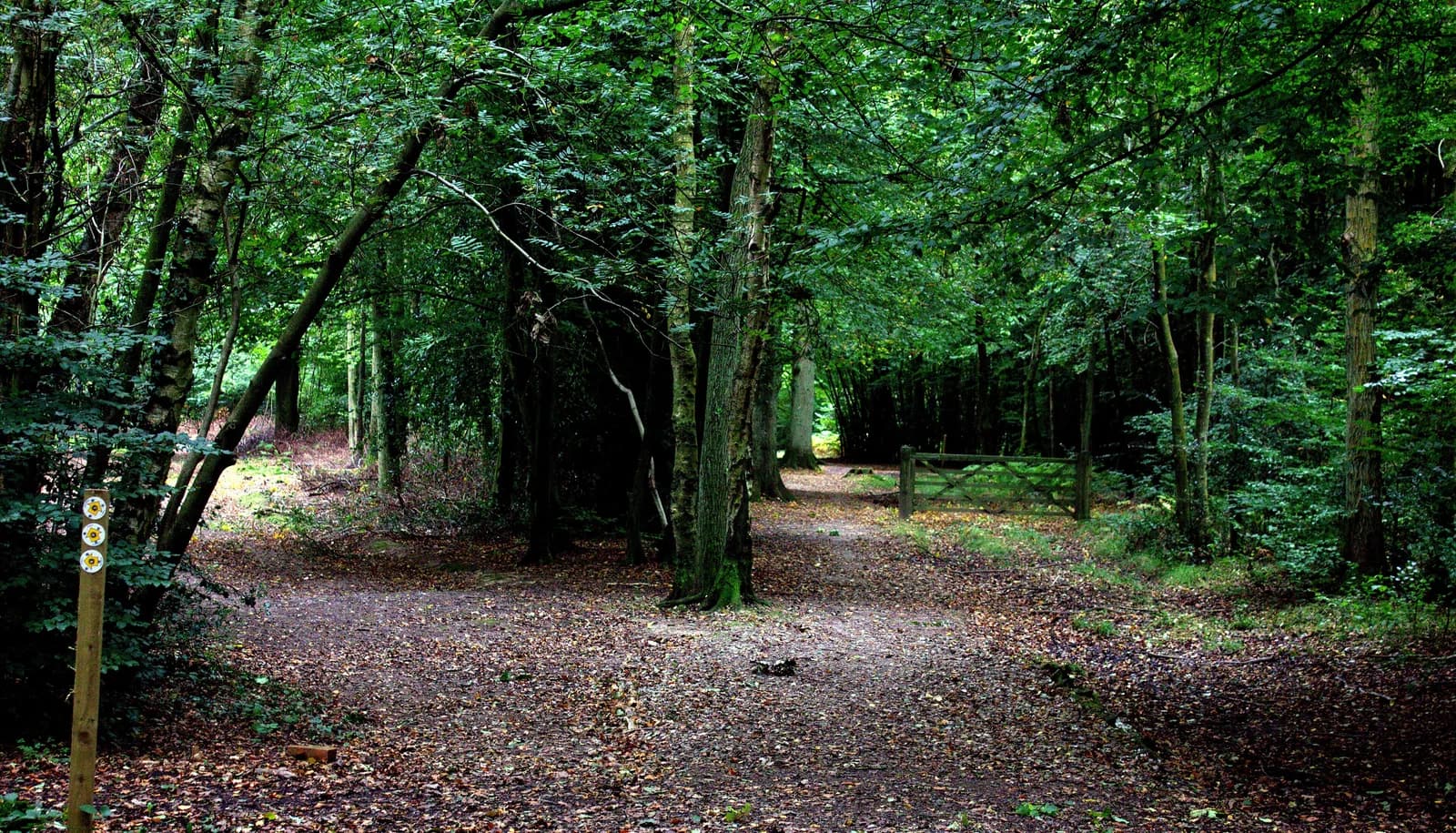 Penn Wood