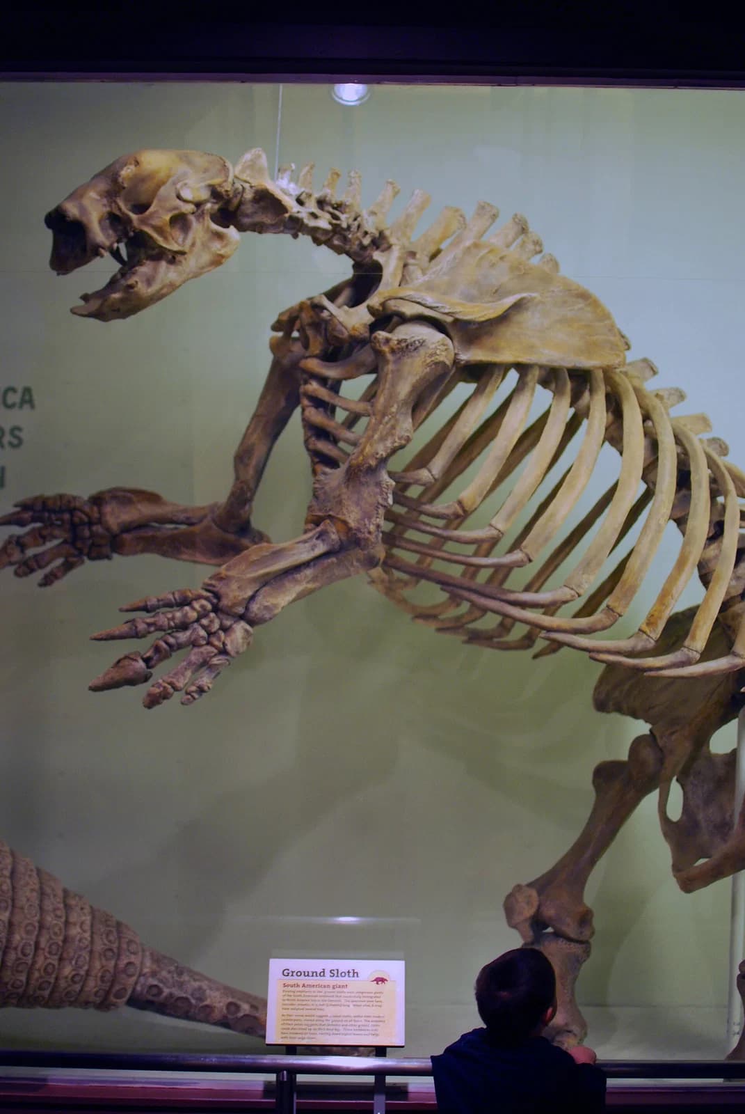 Museum of Comparative Zoology