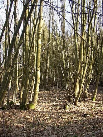 Hydestile