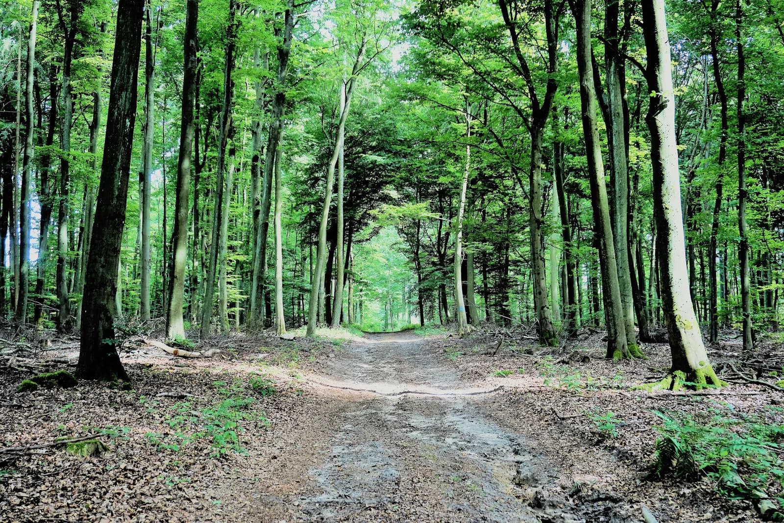 Grünewald