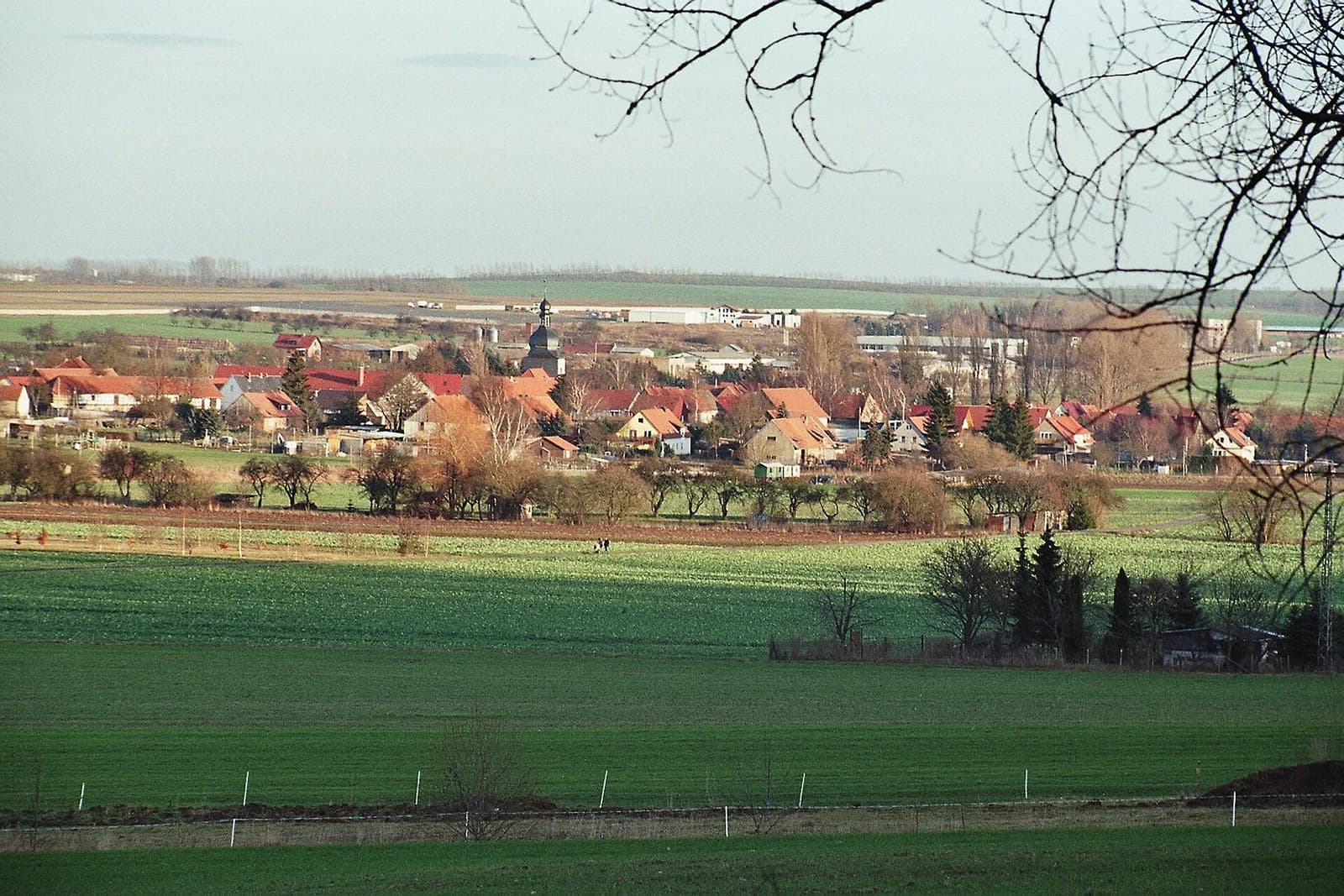 Großmehlra