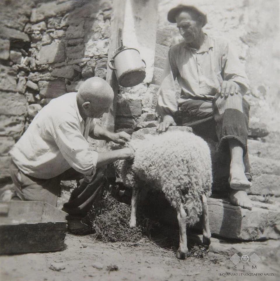 sheep shearer