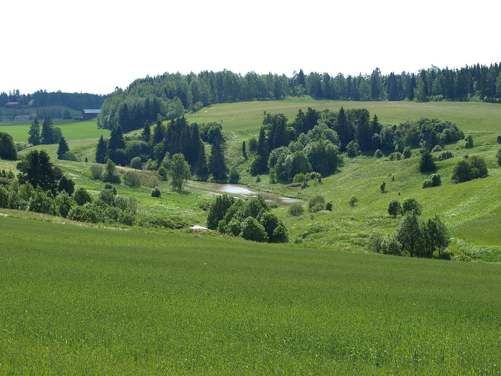 Halikko
