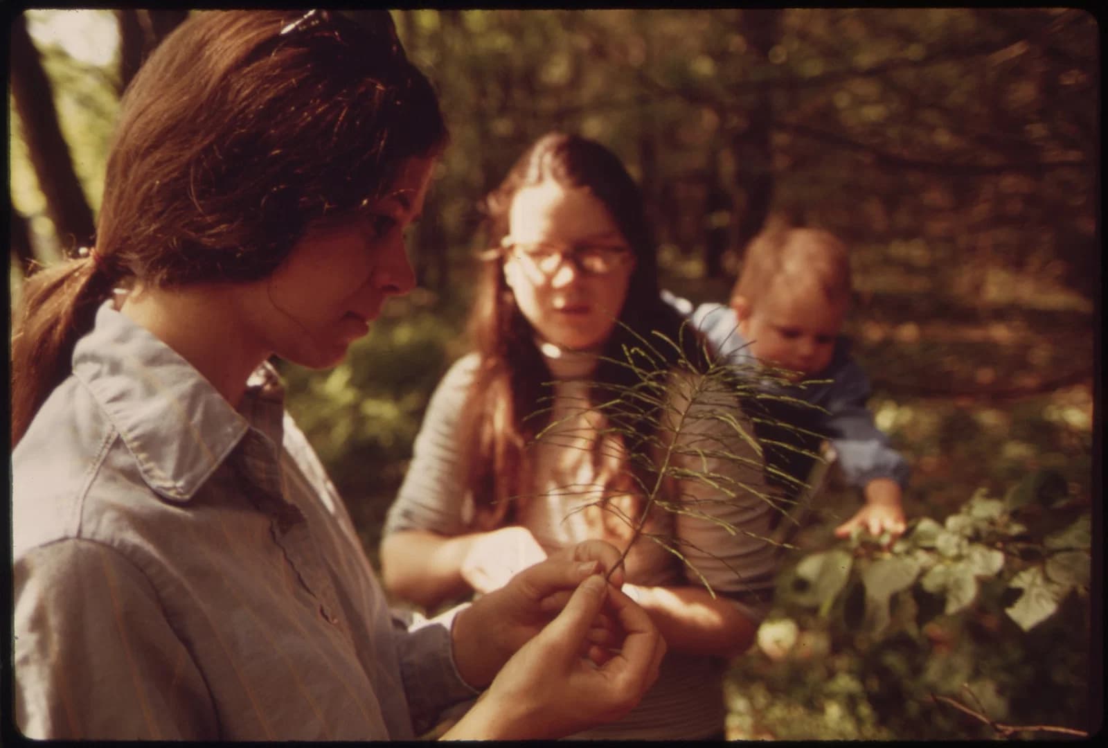 pteridologist