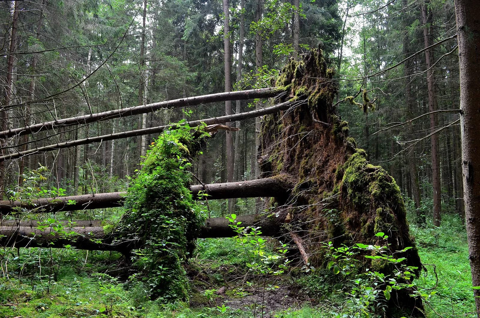 Kazlų Rūda forest