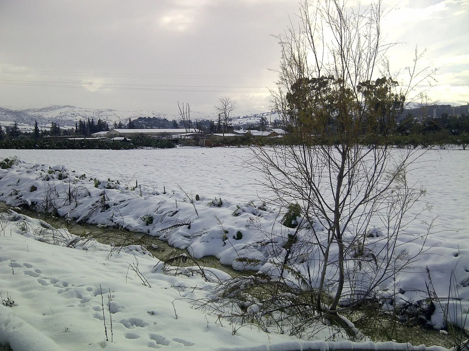 Larbatache