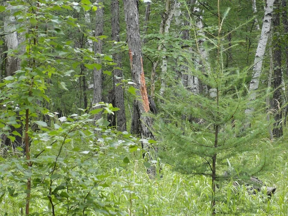 Chernyshevsky District