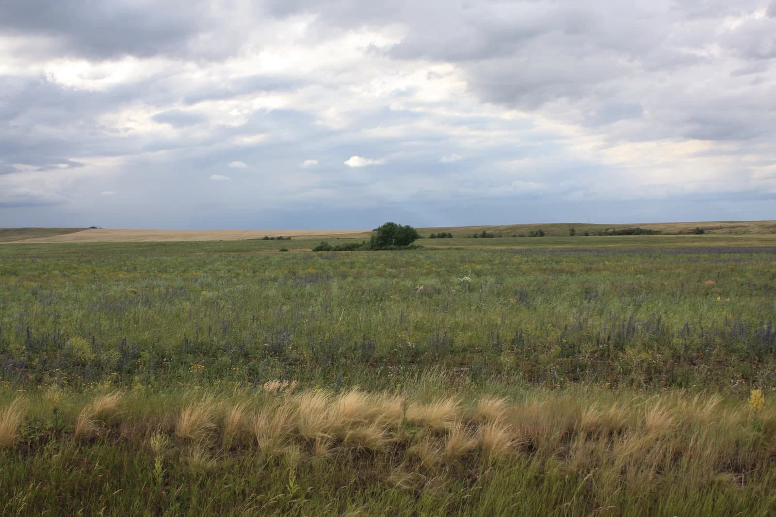 Sharlyksky District