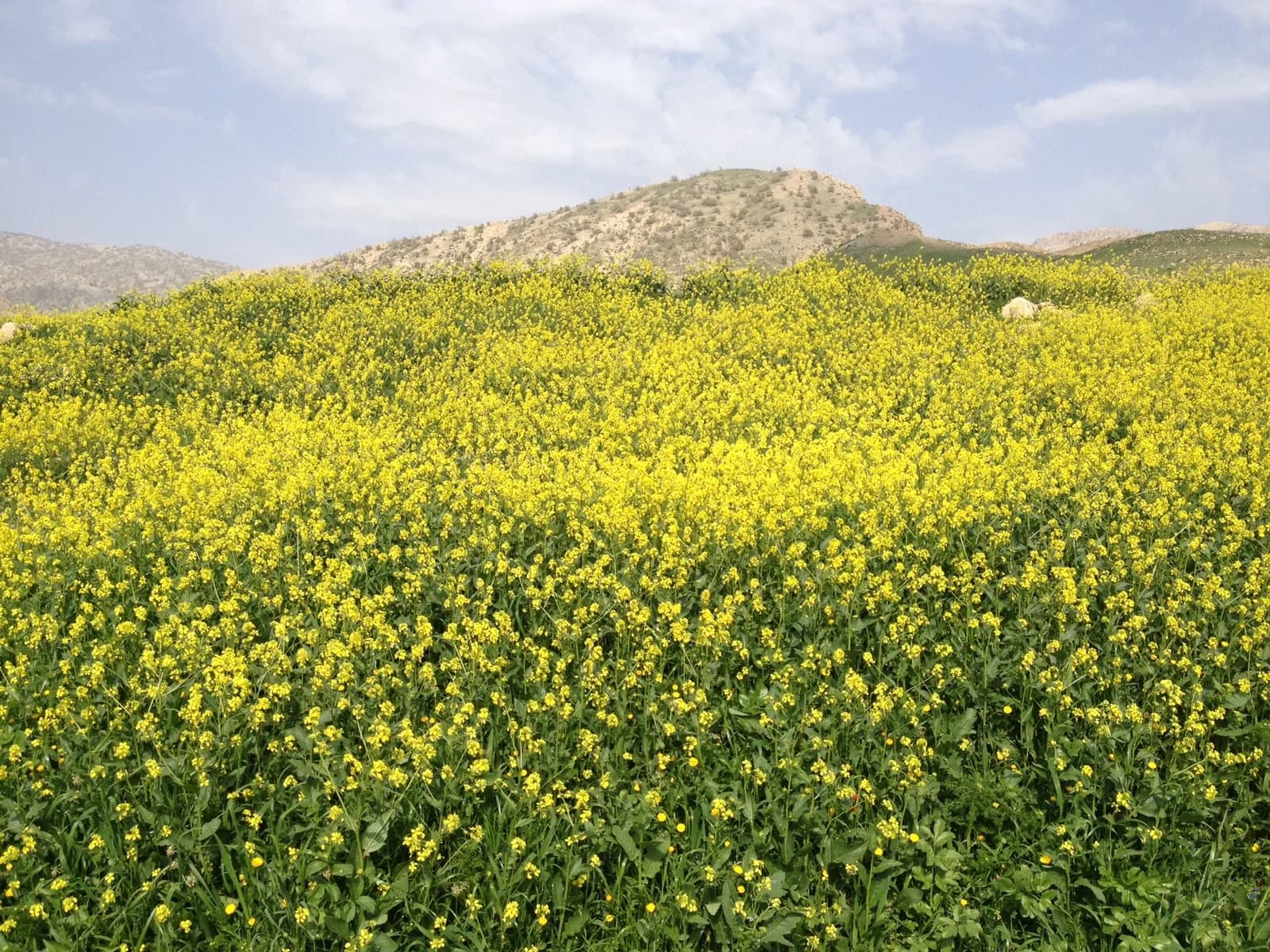Ilam