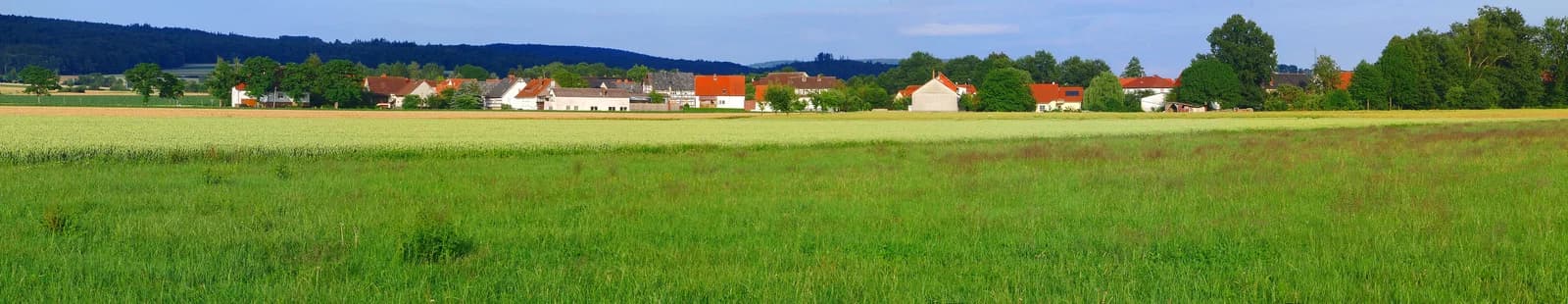 Steina