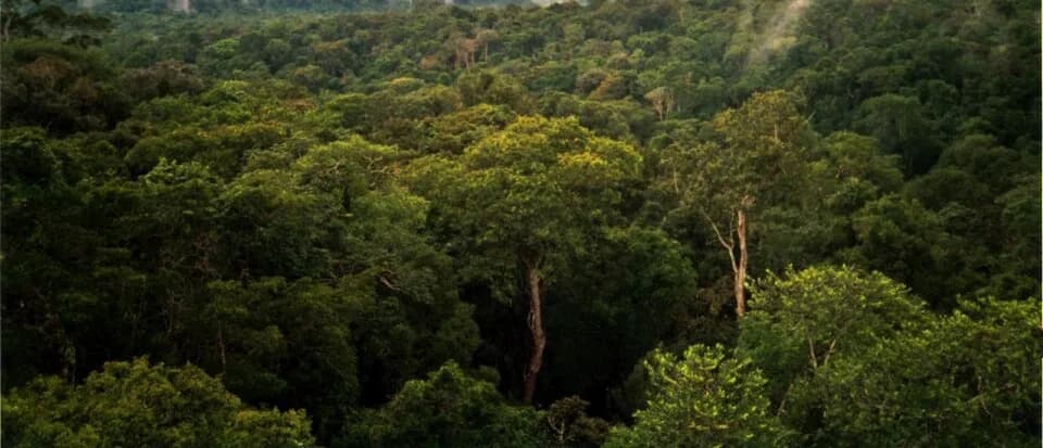Amazon rainforest