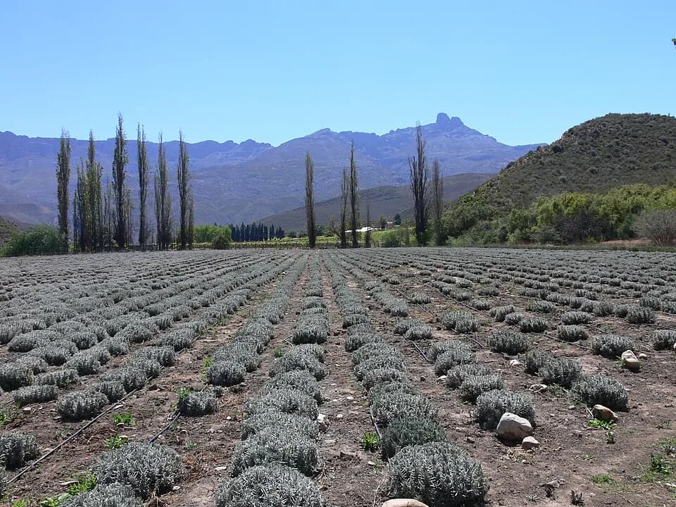 Ladismith