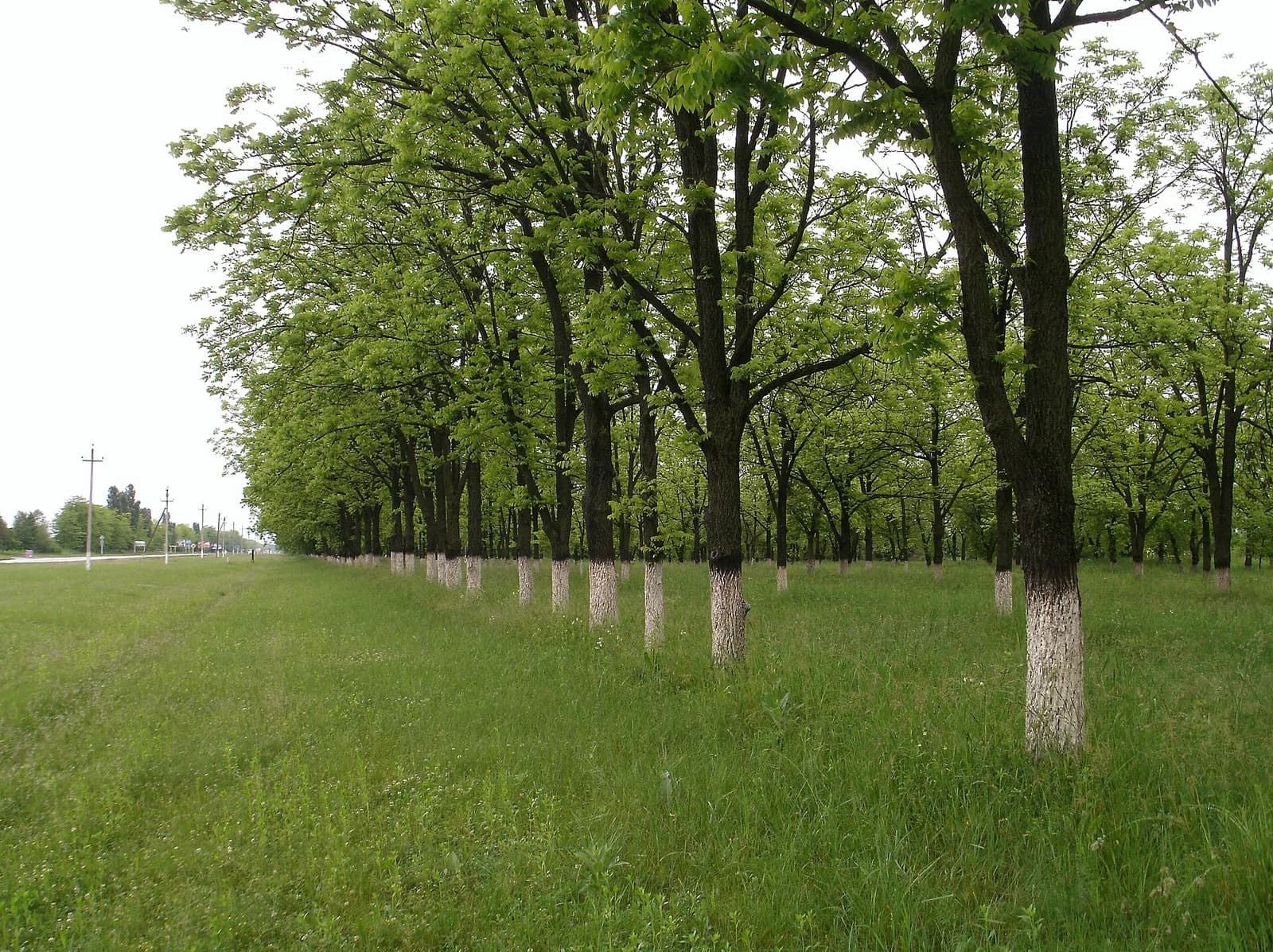 Mostowskoi