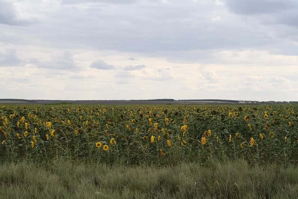 Bolsheglushitsky District