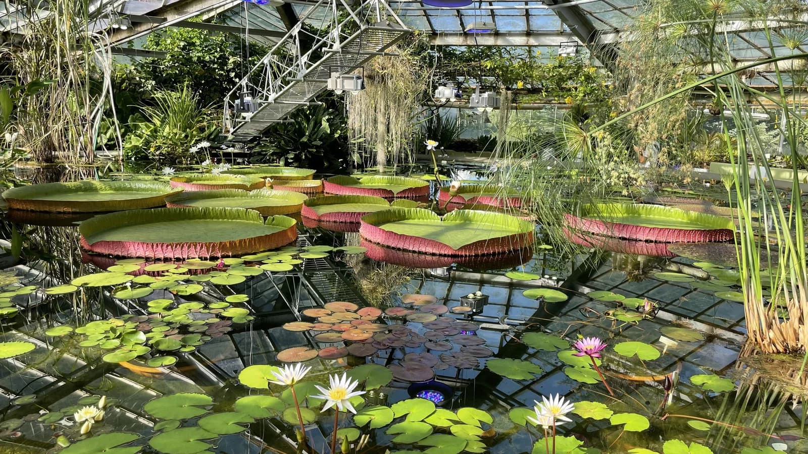 Peter the Great Botanical Garden