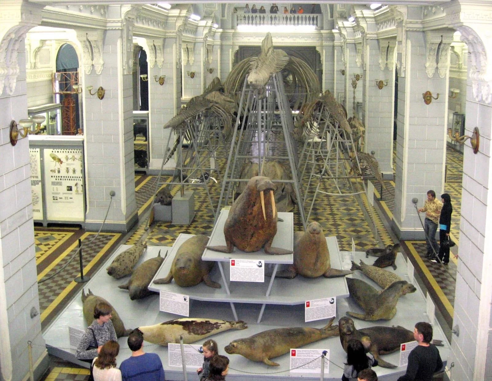 Zoologisches Museum Sankt Petersburg